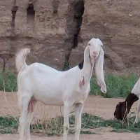 بز گلابی یا پاکستانی|حیوانات مزرعه|تهران, افسریه شمالی|دیوار