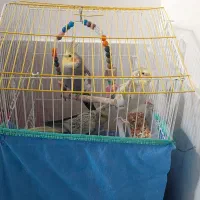 فروش عروس هلندی