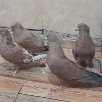 کبوتر کله ای تاپ سو دار درجه یک امیدیه