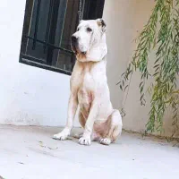 سگ الابای روسی نر 2 ساله ژرمن سراب قدرجونی