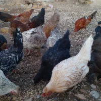 مرغ بیرانشهر|حیوانات مزرعه|بیرانوند, |دیوار