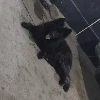 سگ ژرمن بلک مو بلند