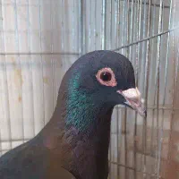 کلاغ ماده|پرنده|بم, |دیوار