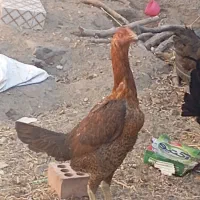 تخم مرغ لاری نطفه دهی 100