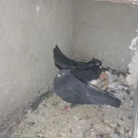 کبوتر|پرنده|ساوه, |دیوار