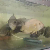 ماهی اسکار|ماهی|مشهد, امیرآباد|دیوار