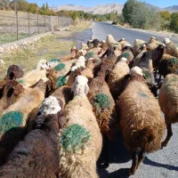 ۳۵تا گوسفند جوان ابستن سنگین|حیوانات مزرعه|سنندج, |دیوار