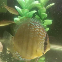 دیسکس|ماهی|کرمانشاه, |دیوار