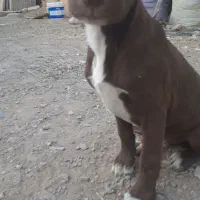 سگ نگهبان ،دمبلانی ،گارد