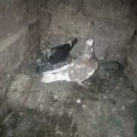 کبوتر نر پلنگ سرخ کاکلی