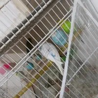 پرنده
