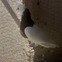 کفتر طوقی سرخ|پرنده|مشهد, پروین اعتصامی|دیوار