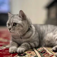 گربه بریتیش سیلور