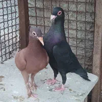 نرو ماده کلاغ گوئک و گلی