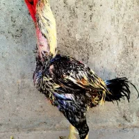 خروس لاری