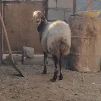 میش|حیوانات مزرعه|نجف‌آباد, جوزدان|دیوار