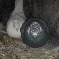 کفتر گمشده|حیوانات|بروجرد, |دیوار