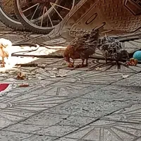 ۳تا نیمچه‌‌