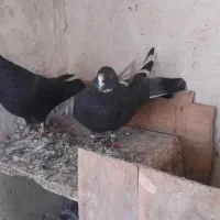 کبوتر طوقی|پرنده|نیر (اردبیل), |دیوار