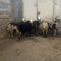 بره نر