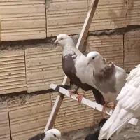 دم سرکیه ای ماده