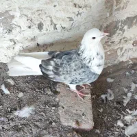 جوت طوقی