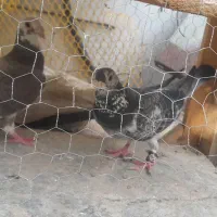 چند تا کفتر