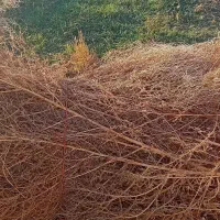 فروش جارو|لوازم نظافت|میاندوآب, |دیوار