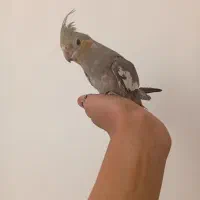 عروس هلندی دستی|پرنده|تفت, |دیوار