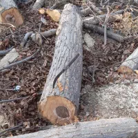 خرید چوب صنوبر ومیوه ای|عمده‌فروشی|سنگر, |دیوار