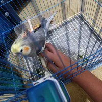 عروس پاریس نر فول فول دستی و سخنگو درجه یک