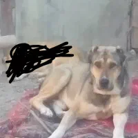 سگ نژاد دار|سگ|مشهد, طبرسی شمالی|دیوار