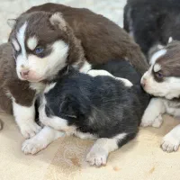 توله هاسکی اصیل