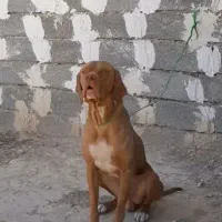 سگ نر  ش ک ا ر ی