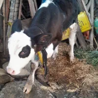 گوساله هلشتاین نر|حیوانات مزرعه|گرگان, |دیوار