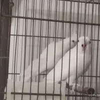 دو عدد ماده البینو