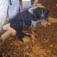 سگ لاس|سگ|بروجن, |دیوار