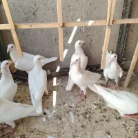 کفتر جوانه هفرنگ