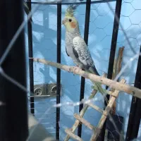 عروس هلندی|پرنده|رشت, نخودچر|دیوار