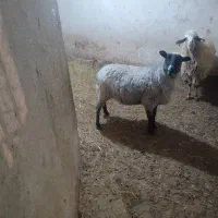 میش و بره زا اول|حیوانات مزرعه|اشترینان, |دیوار