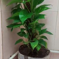 رشد انفجاری پتوس|گل و گیاه طبیعی|اهواز, گلستان|دیوار