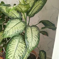 گل دیفن باخیا