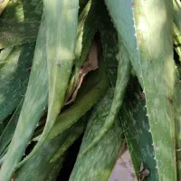 تعدادی الوئه ورا