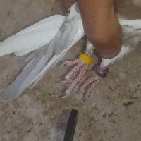 گلی گمشده|پرنده|آران و بیدگل, |دیوار