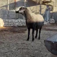 قوچ اصیل شال