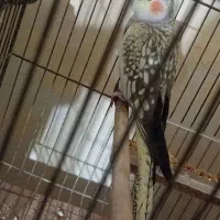 عروس هلندی ماده بالغ