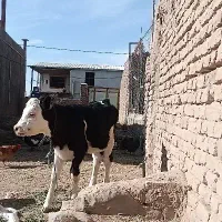 گوساله ماده