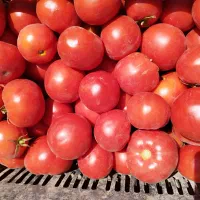 آبگیری گوجه و رب خانگی با بهترین کیفیت