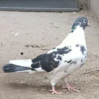 چندتا هست برا فروش