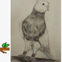 کبوتر